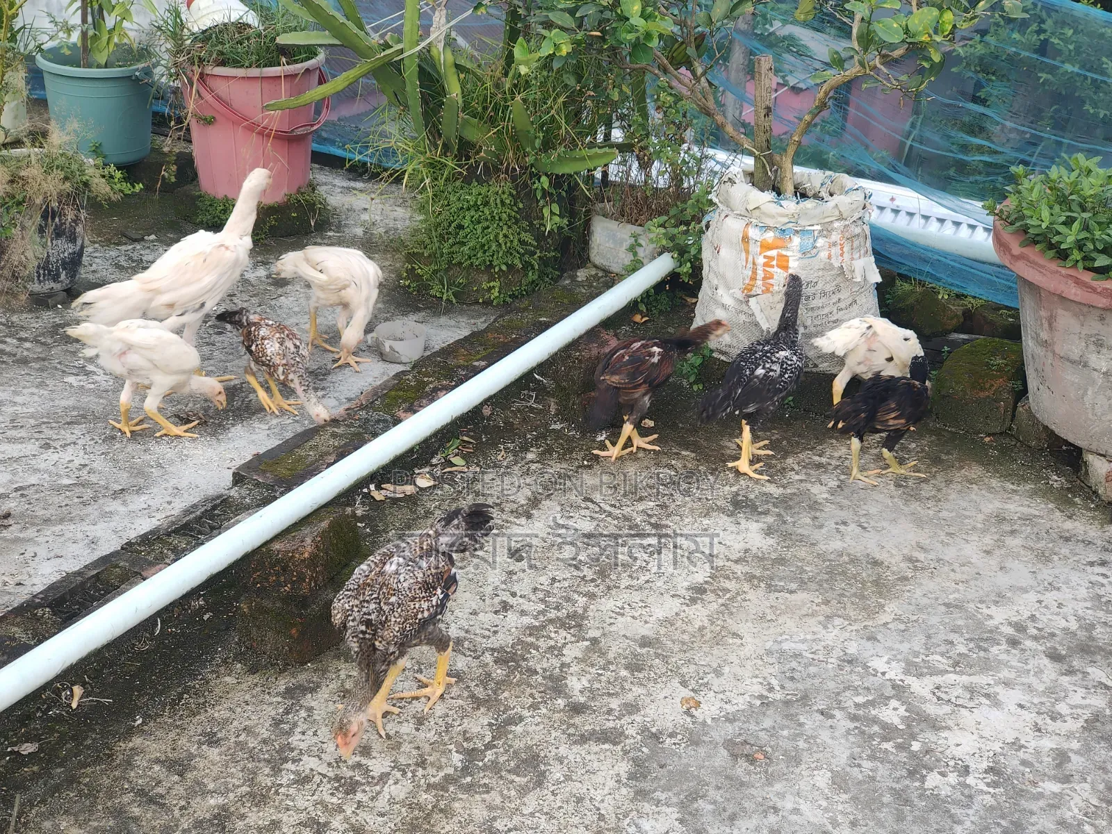 Asil chicken chicks for sale