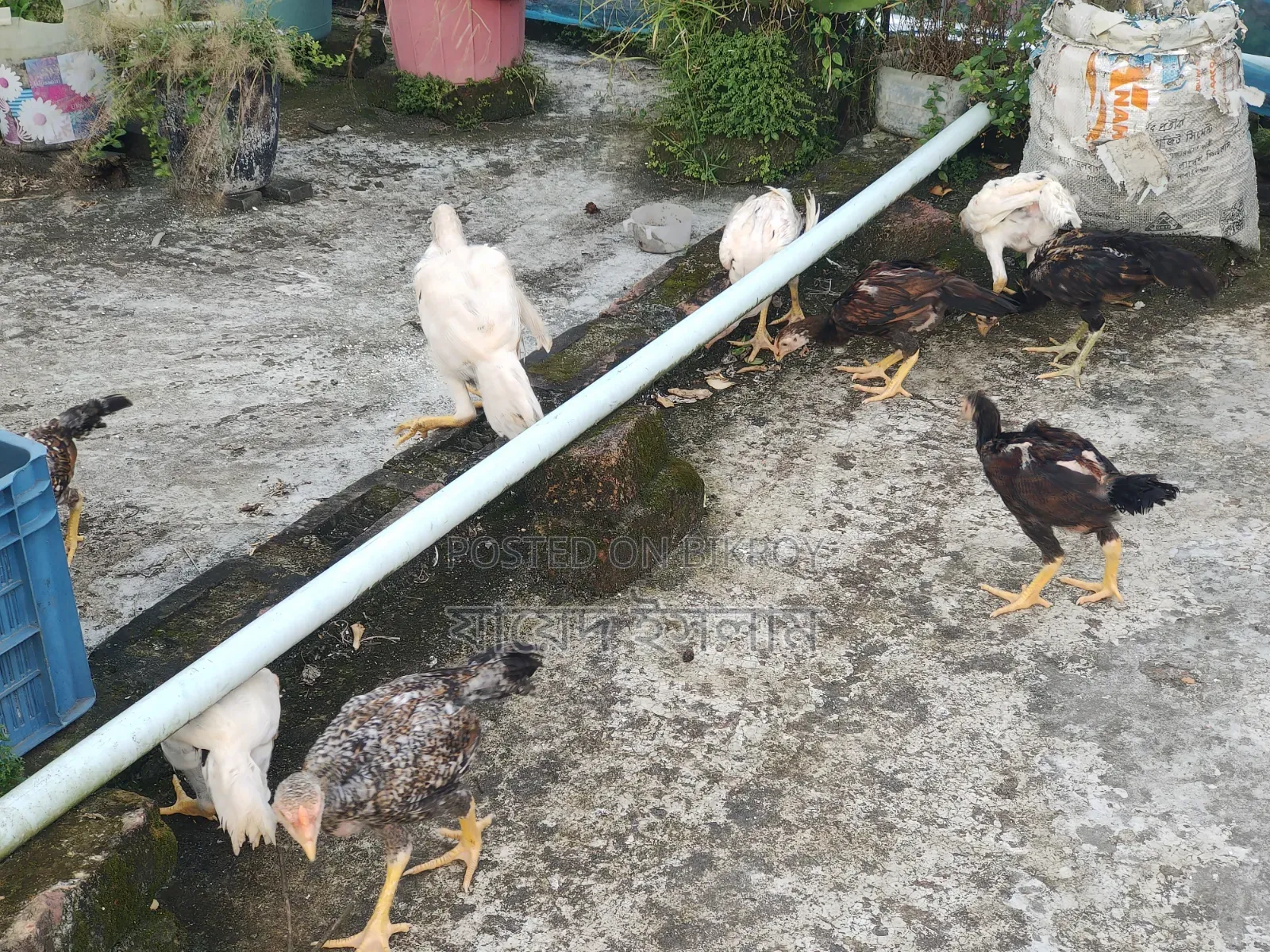 Asil chicken chicks for sale