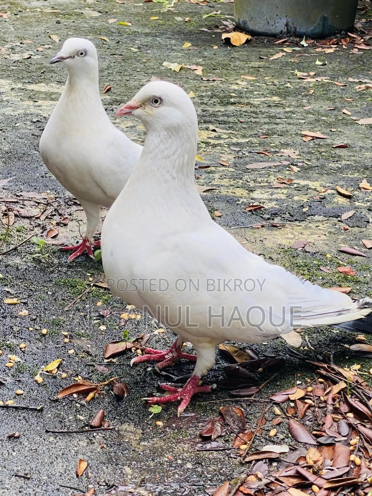 Kaldom Pigeons Pair