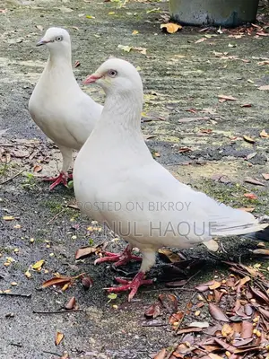 Kaldom Pigeons Pair