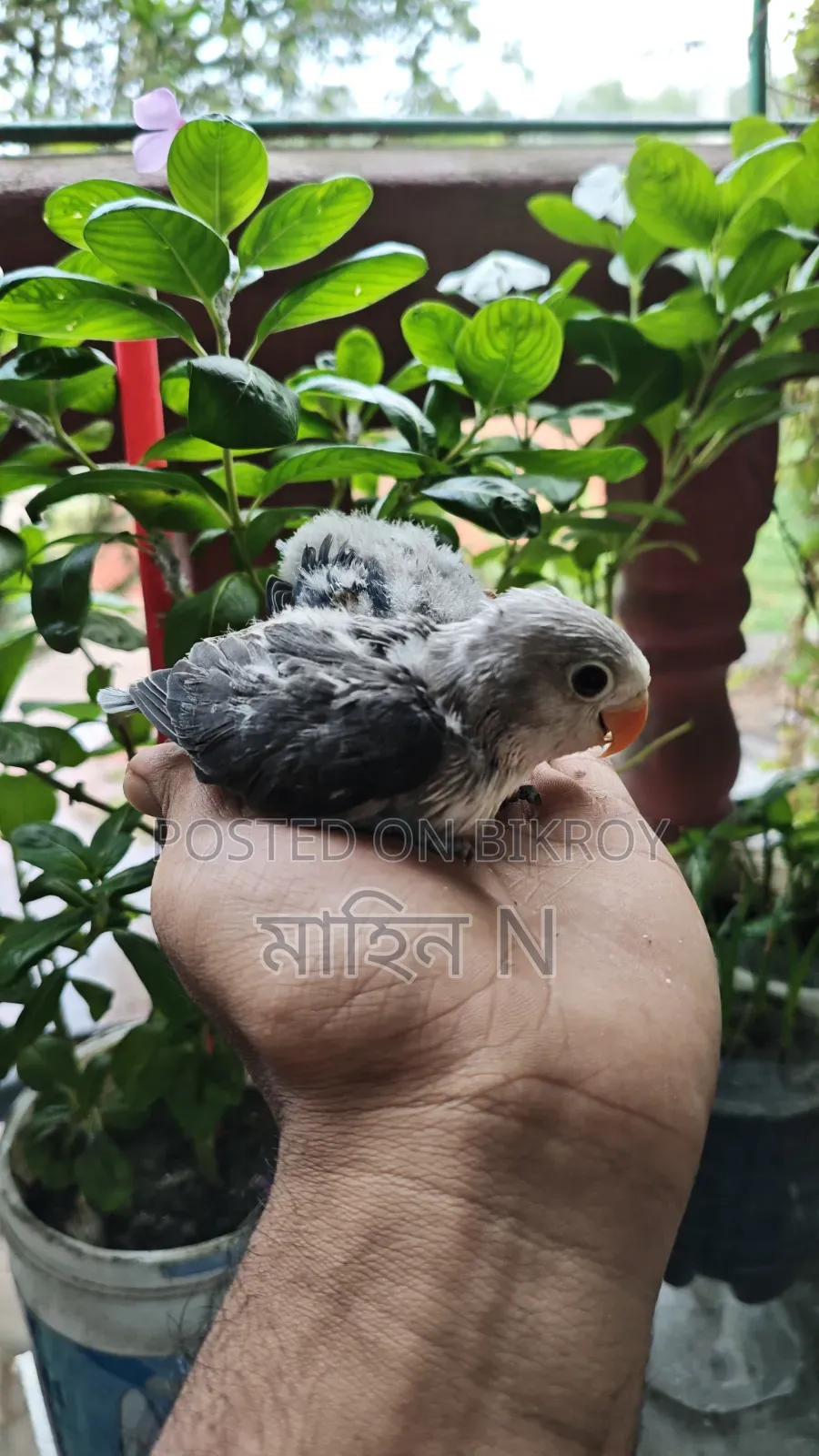 Lovebird(tem Size)