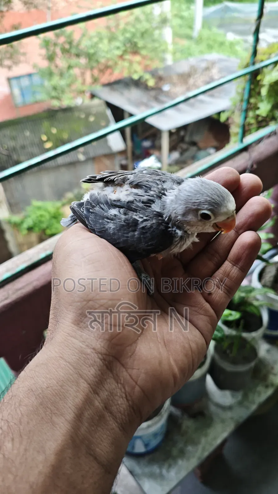 Lovebird(tem Size)