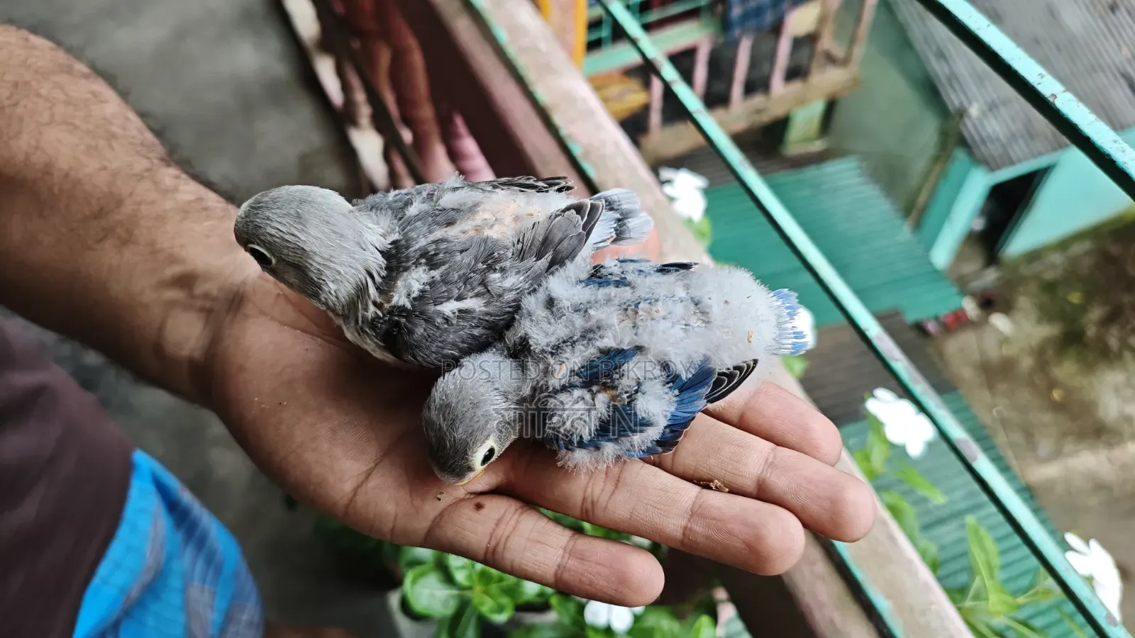 Lovebird(tem Size)