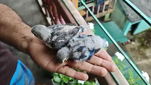 Lovebird(tem Size)