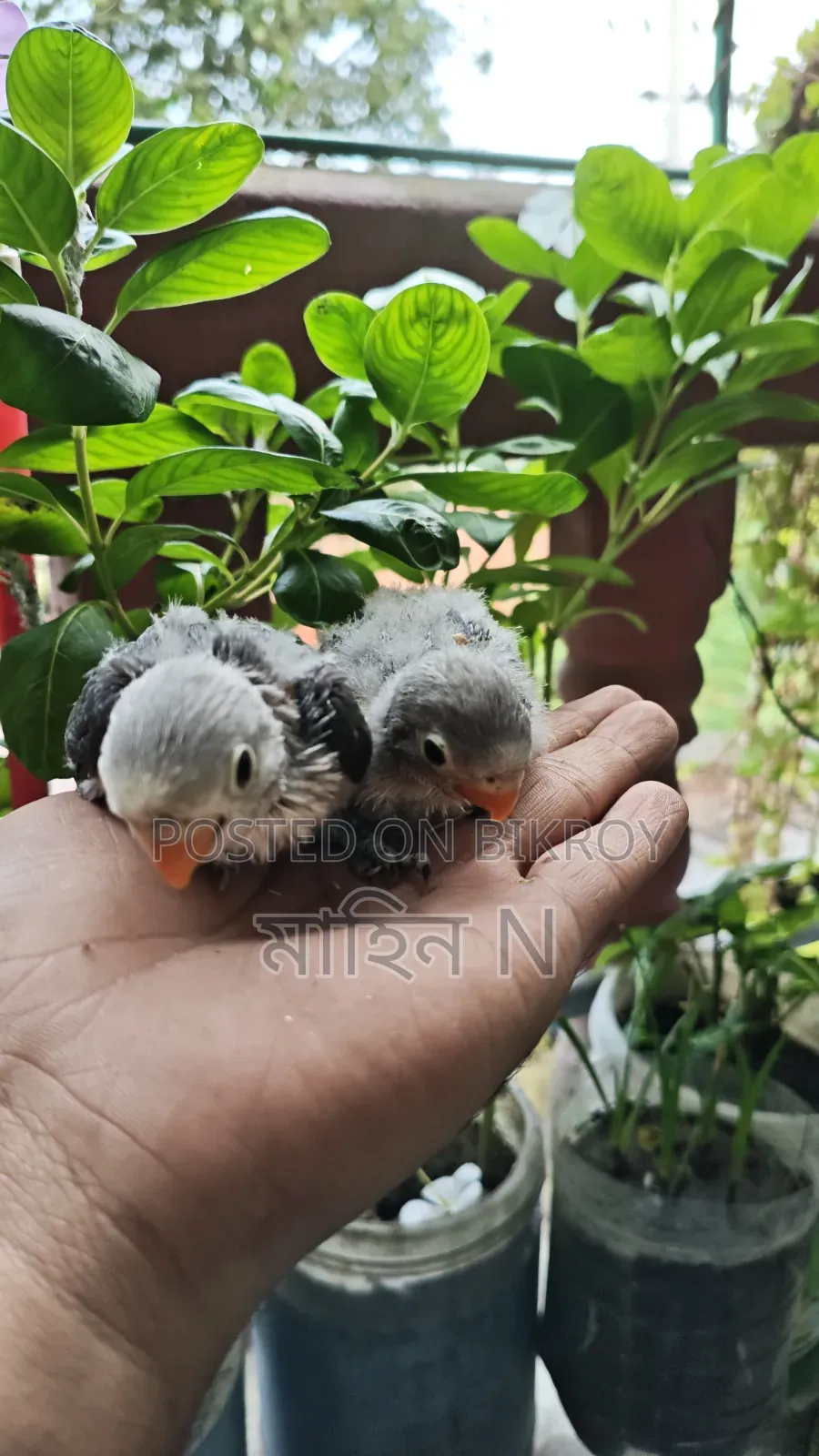 Lovebird(tem Size)
