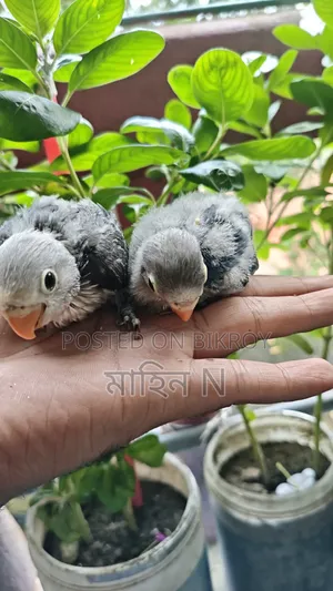 Lovebird(tem Size)
