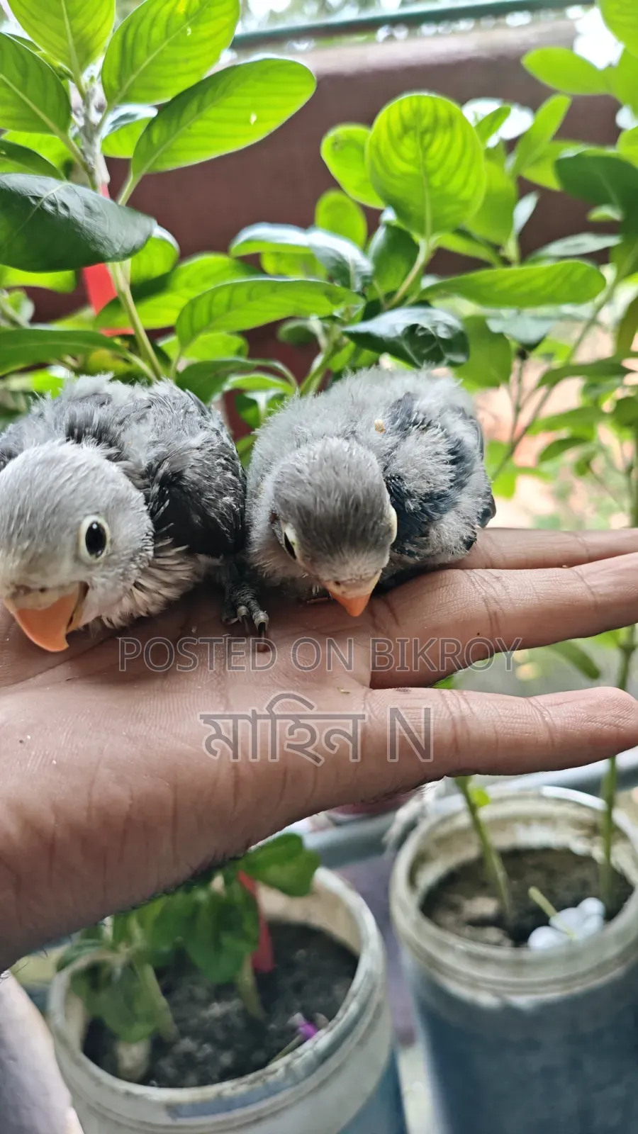 Lovebird(tem Size)
