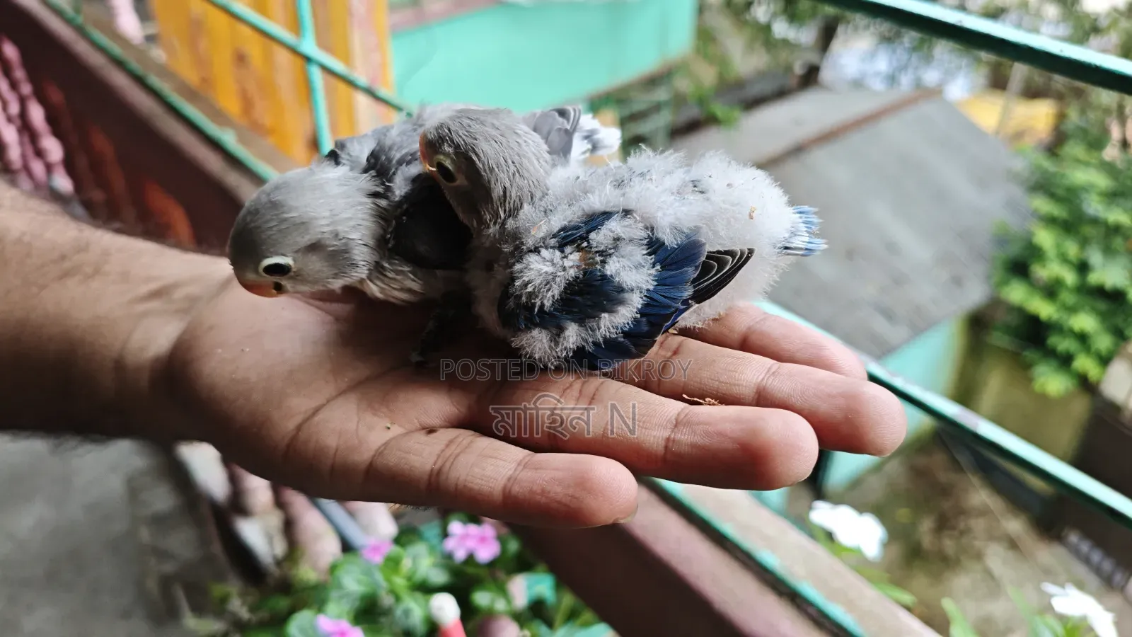 Lovebird(tem Size)