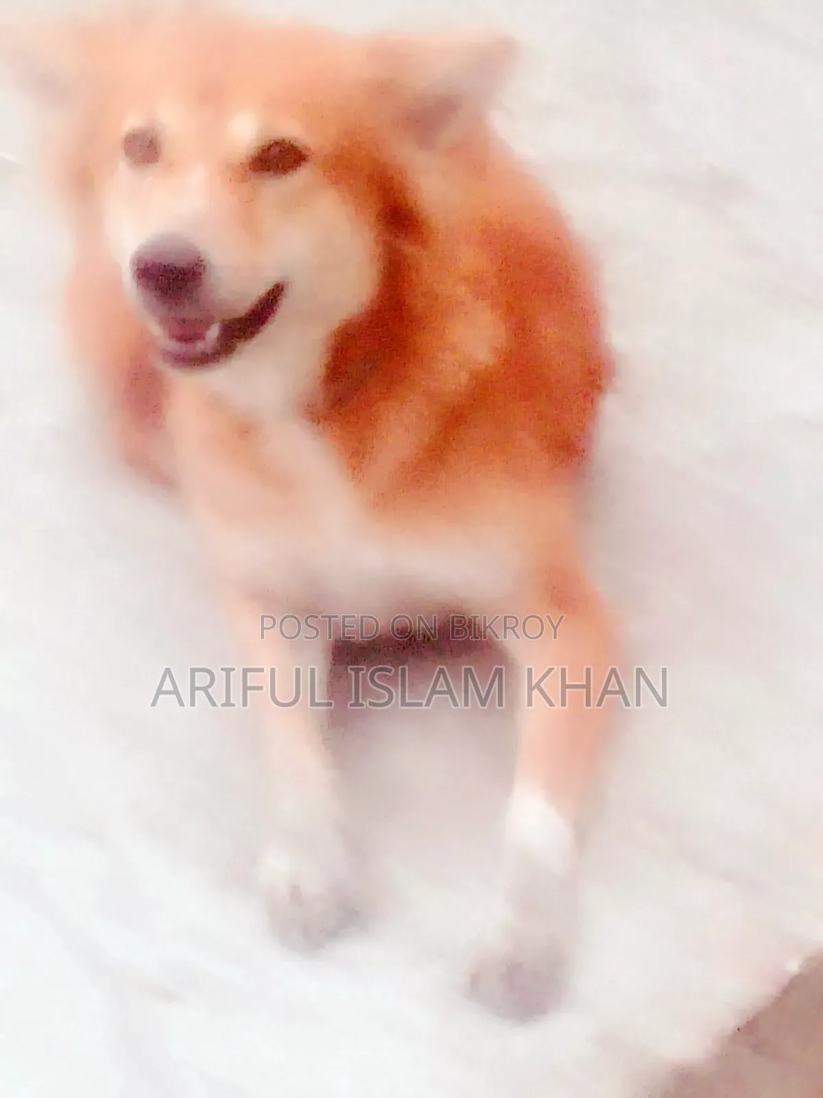 1+ Year Female Mixed Breed Japanese Spitz