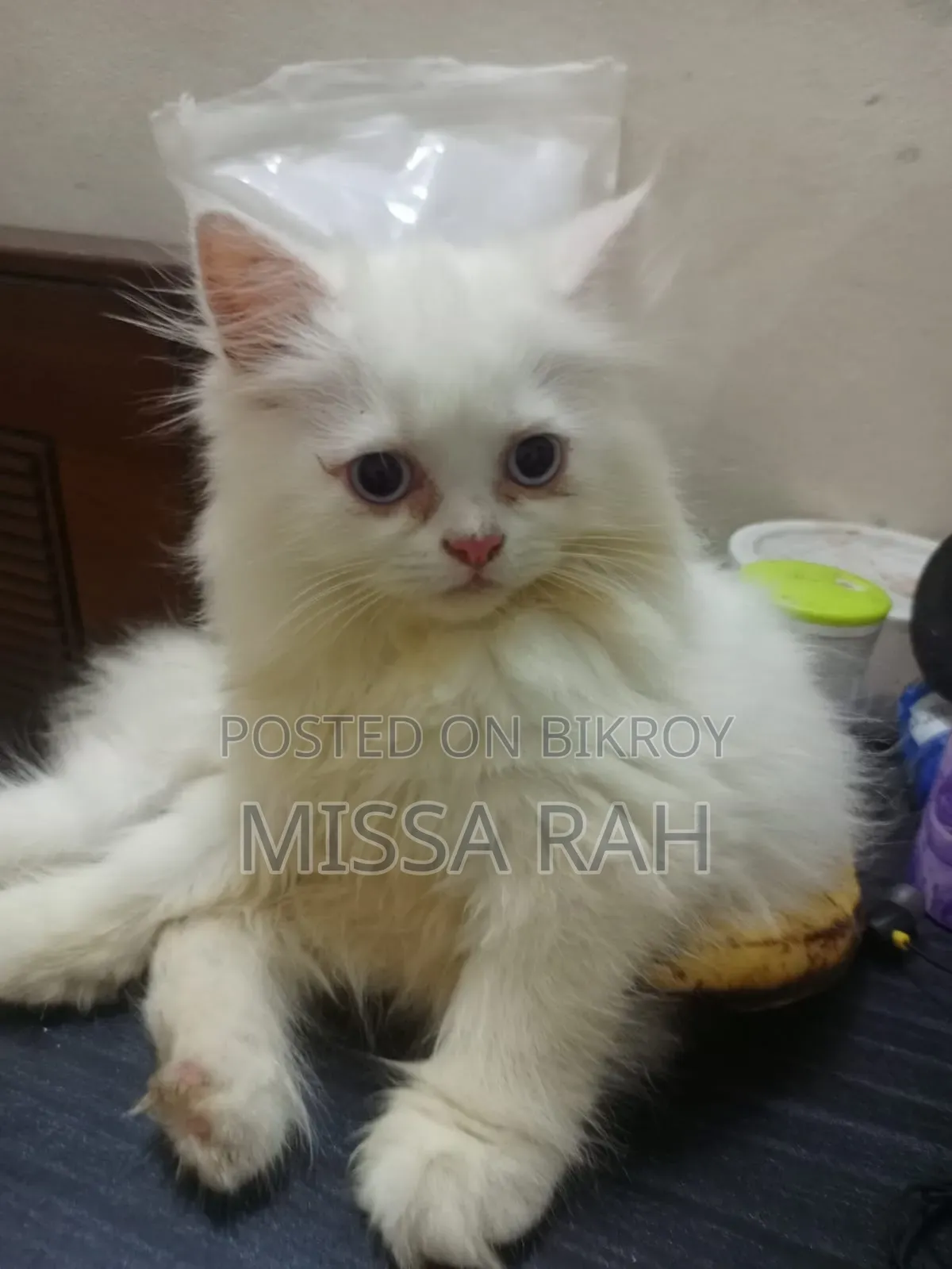 1-3 Months Female Purebred Persian