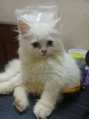 1-3 Months Female Purebred Persian