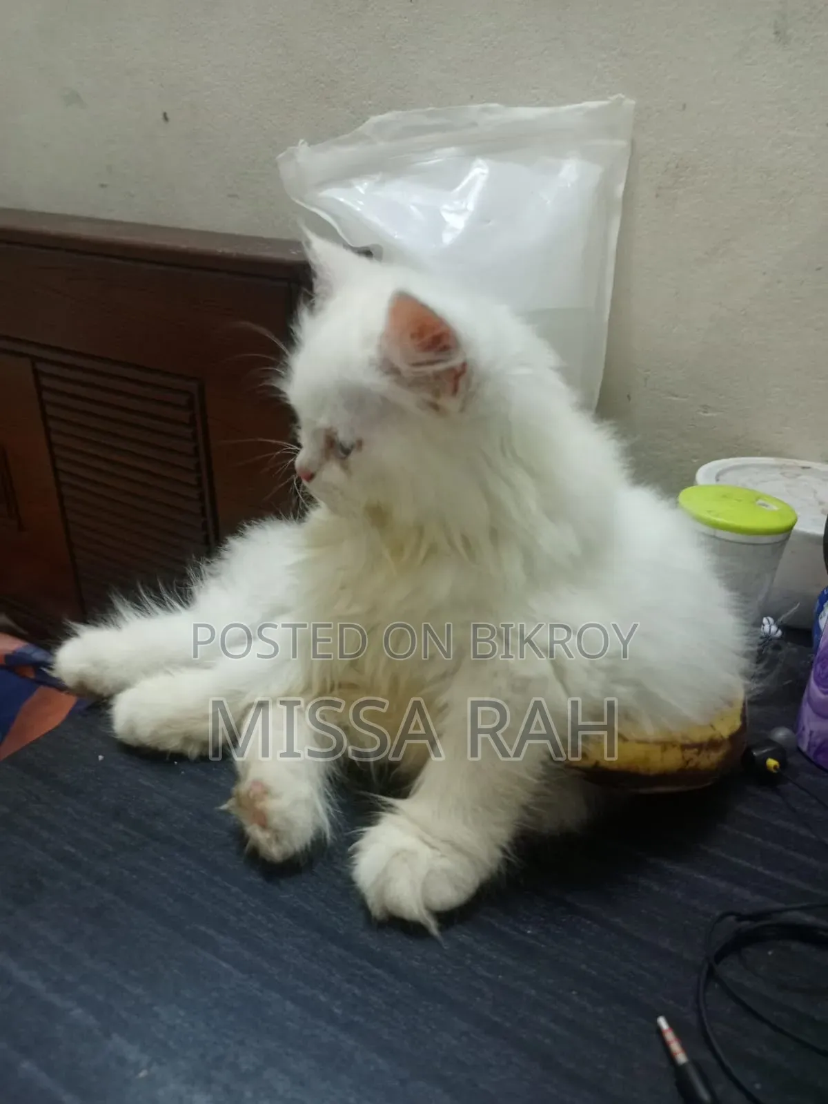 1-3 Months Female Purebred Persian
