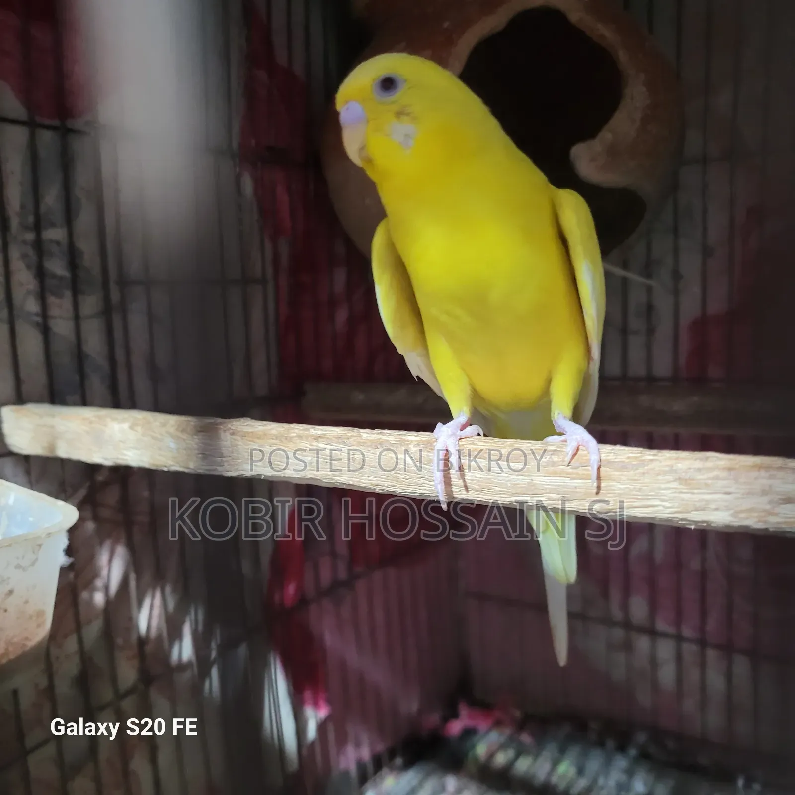 Lotino Ranning Male