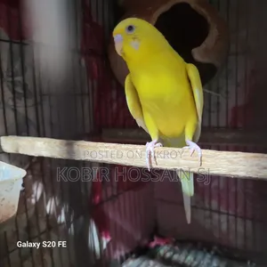 Lotino Ranning Male