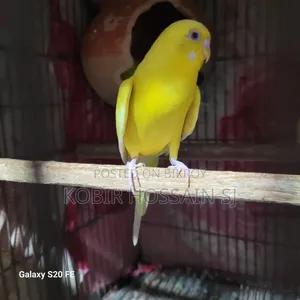 Lotino Ranning Male