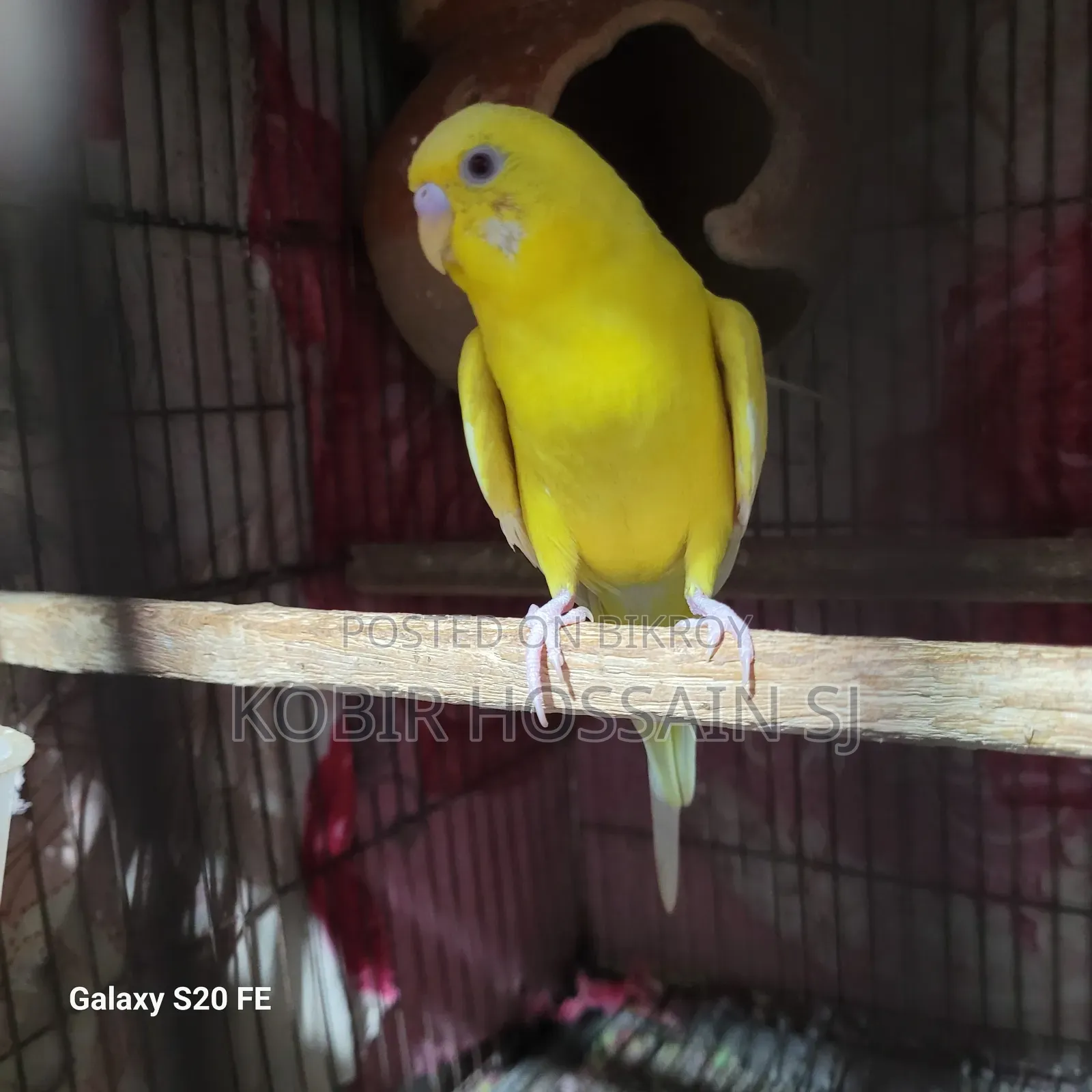 Lotino Ranning Male
