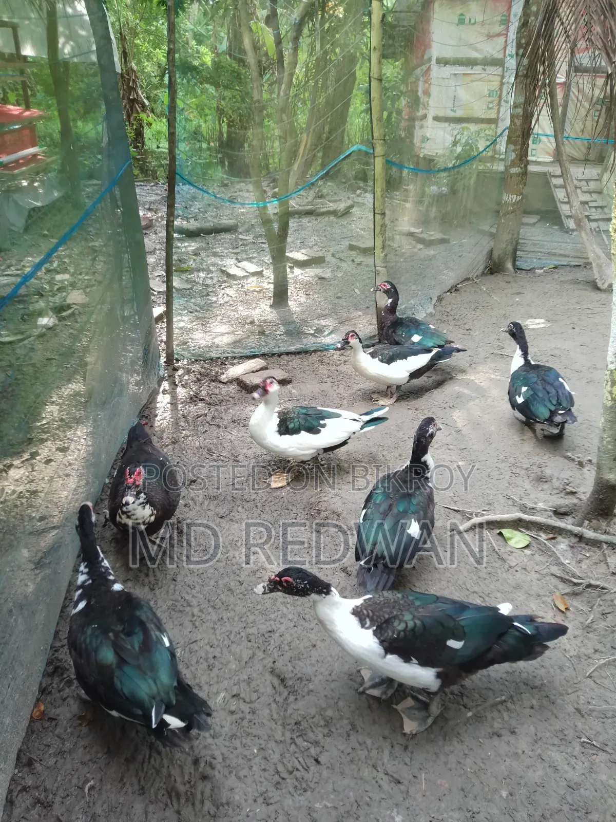চিনা হাস বিক্রি