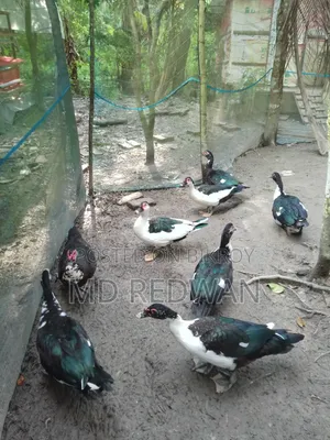 চিনা হাস বিক্রি