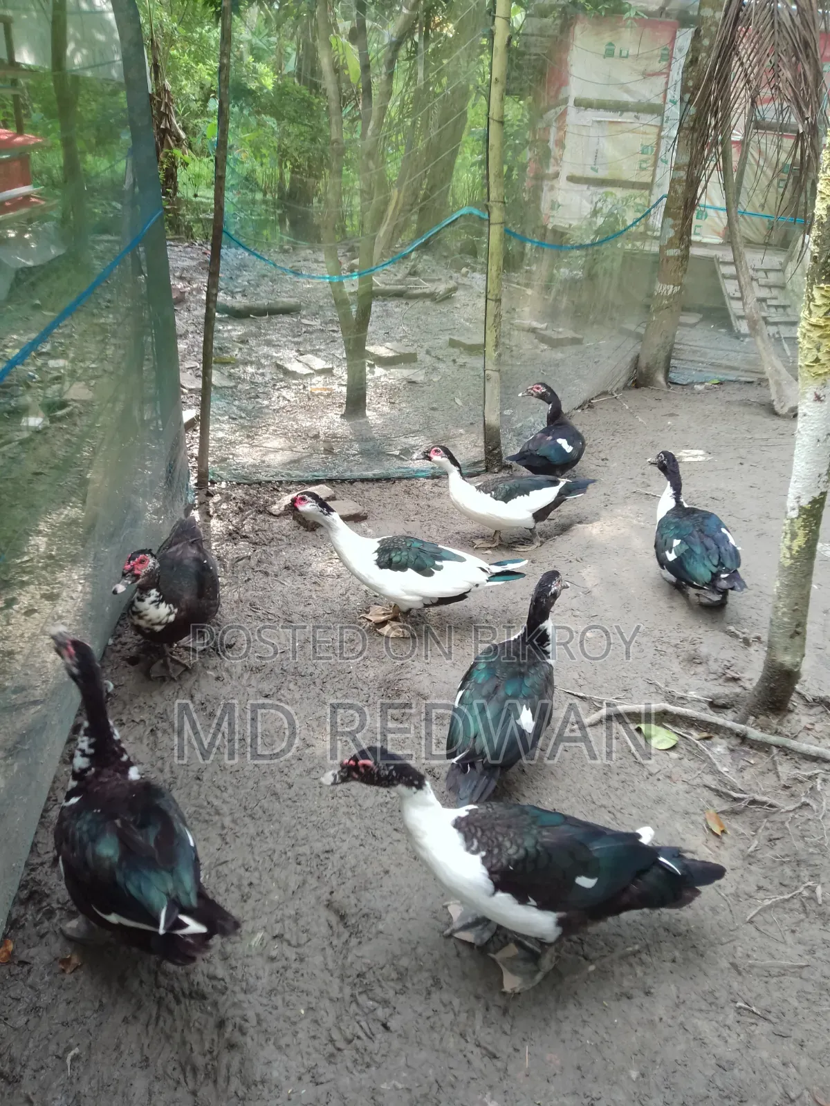 চিনা হাস বিক্রি
