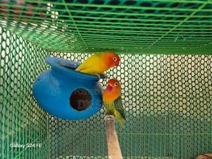 লাভবার্ড পেয়ার