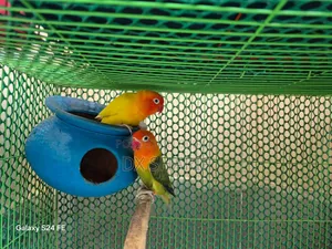 লাভবার্ড পেয়ার