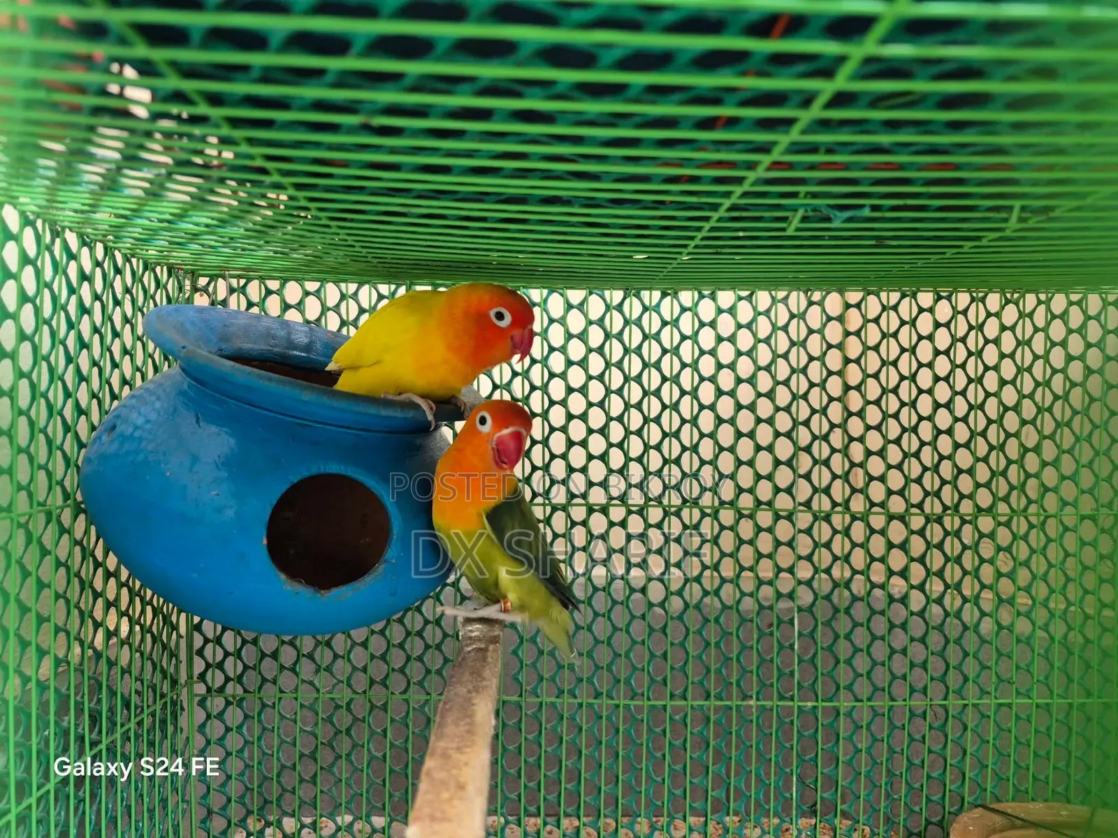 লাভবার্ড পেয়ার