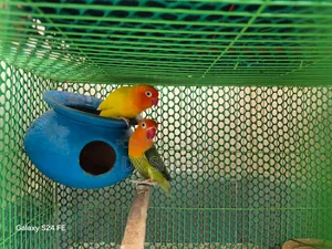 লাভবার্ড পেয়ার