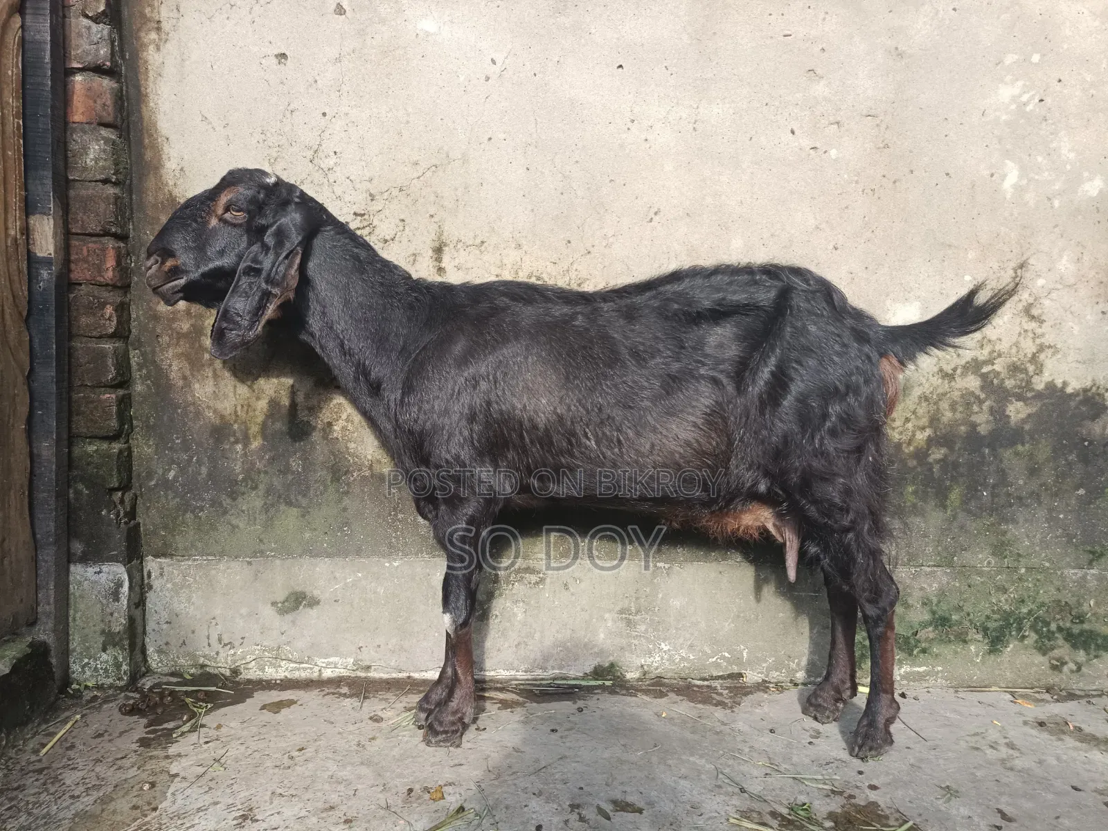 ২ মাসের গাবিন ছাগল ও বাচ্চা