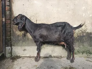 ২ মাসের গাবিন ছাগল ও বাচ্চা