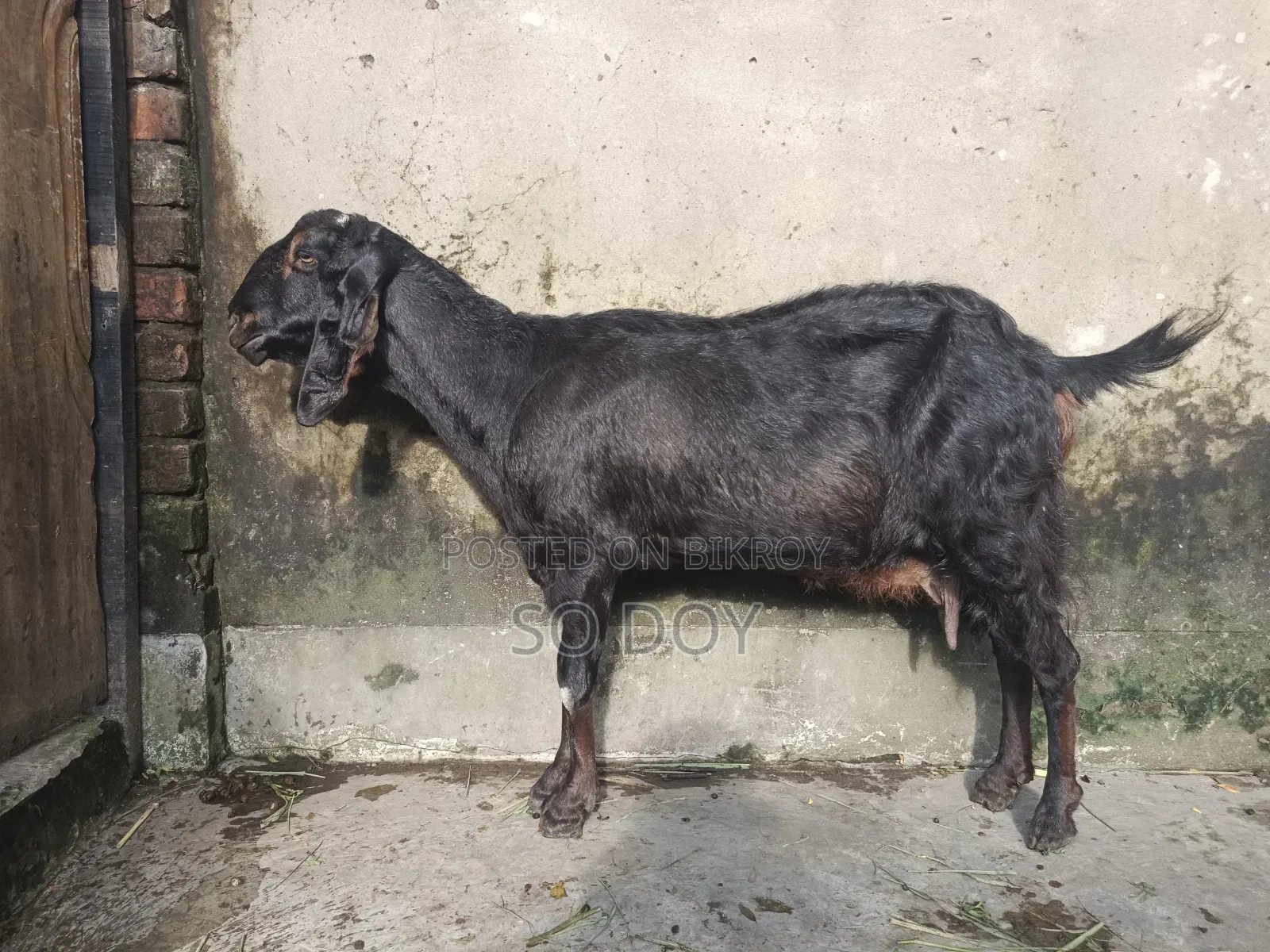 ২ মাসের গাবিন ছাগল ও বাচ্চা