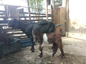 ২ মাসের গাবিন ছাগল ও বাচ্চা