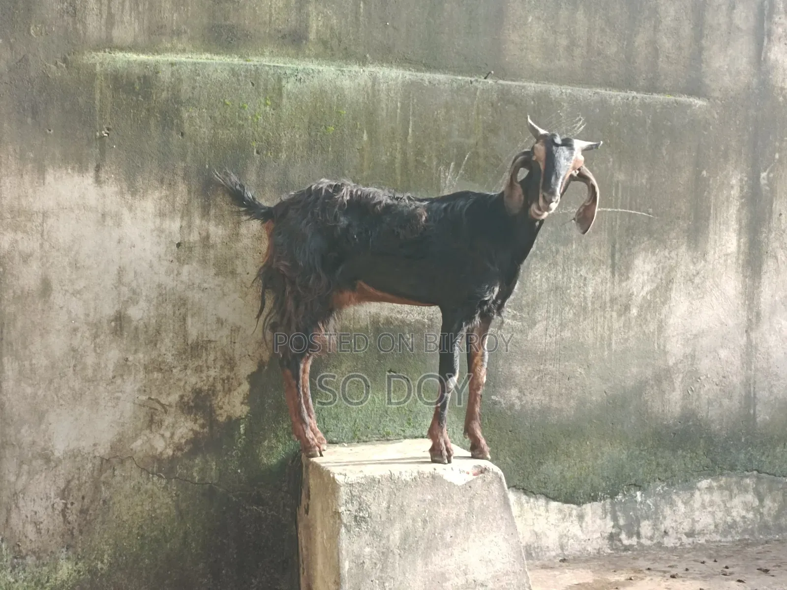 সেমি ছাগল ও সাথে সেমি বাচ্চা