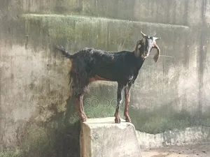 সেমি ছাগল ও সাথে সেমি বাচ্চা