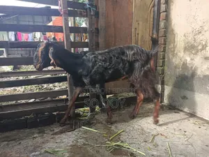 সেমি ছাগল ও সাথে সেমি বাচ্চা