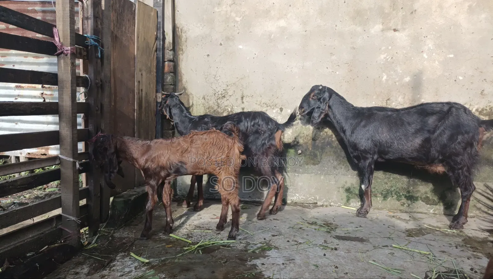 সেমি ছাগল ও সাথে সেমি বাচ্চা