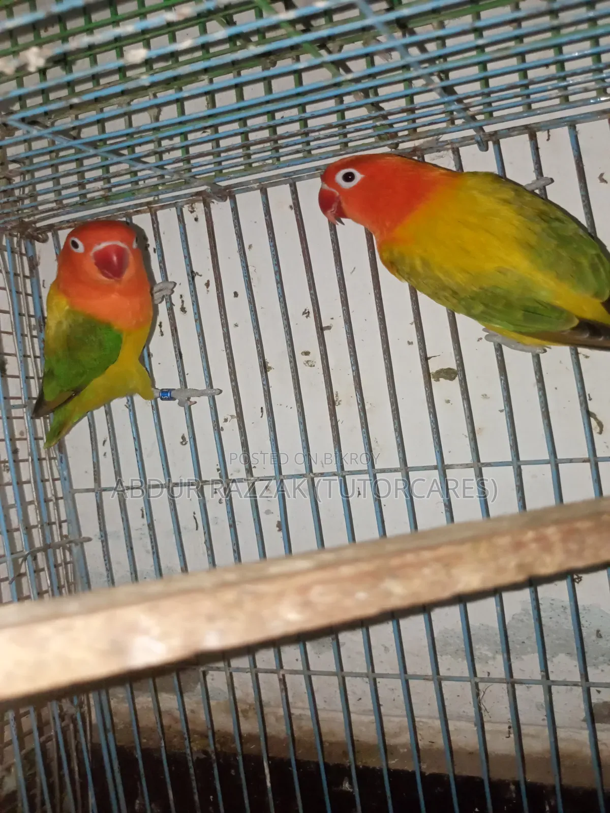 Green Ewing Opaline Love Bird Running Pair