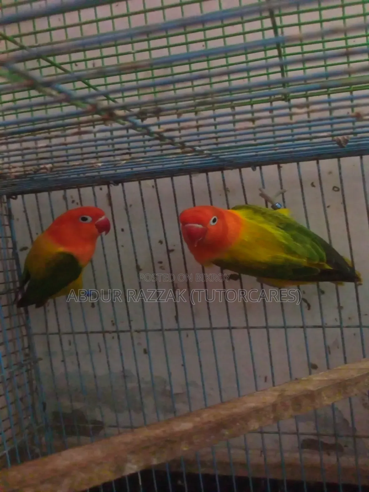 Green Ewing Opaline Love Bird Running Pair