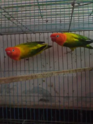 Green Ewing Opaline Love Bird Running Pair