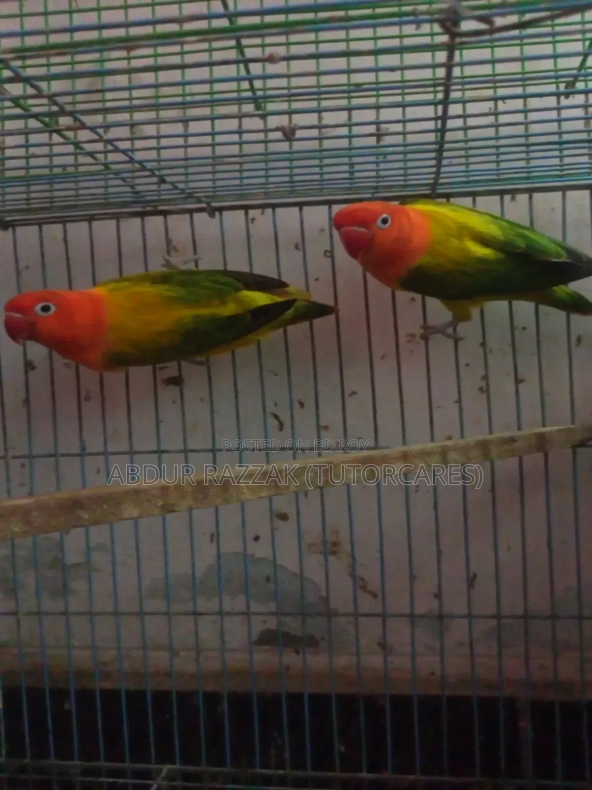 Green Ewing Opaline Love Bird Running Pair