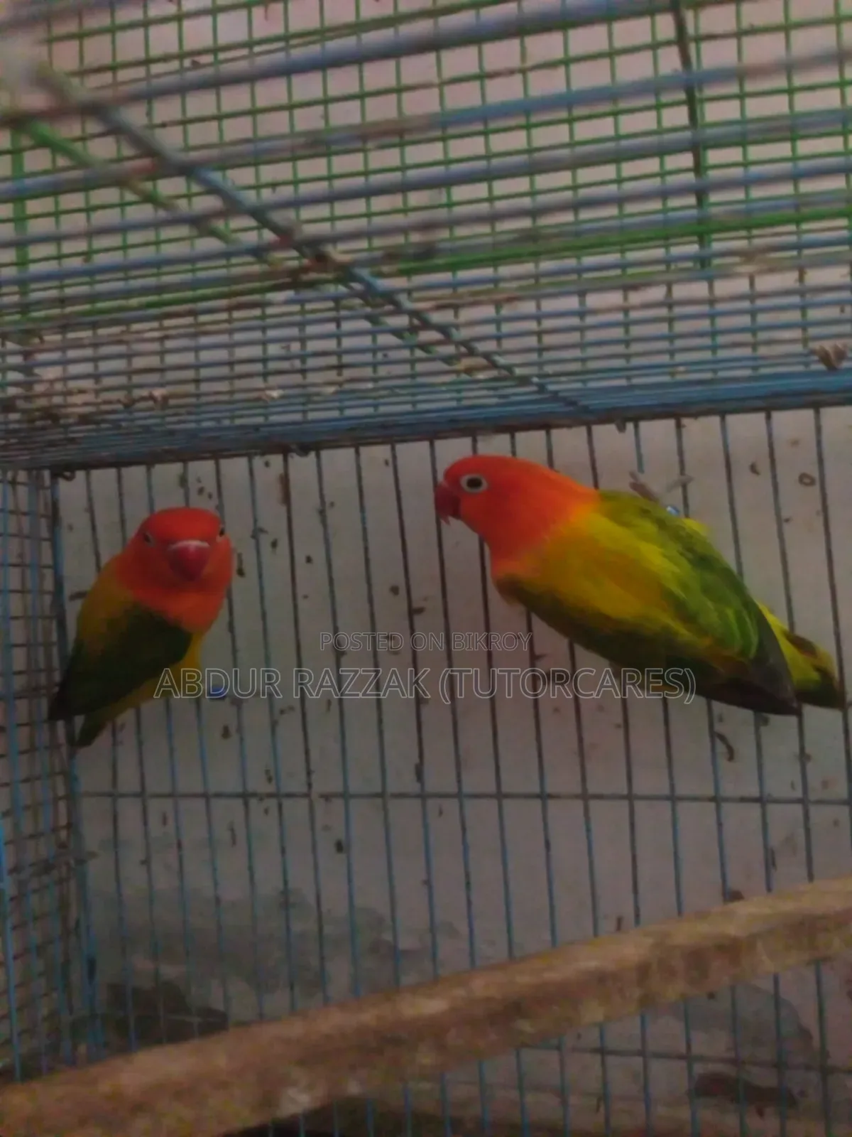 Green Ewing Opaline Love Bird Running Pair