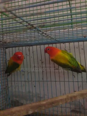 Green Ewing Opaline Love Bird Running Pair
