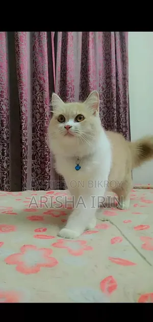 3-6 months Female Purebred Persian