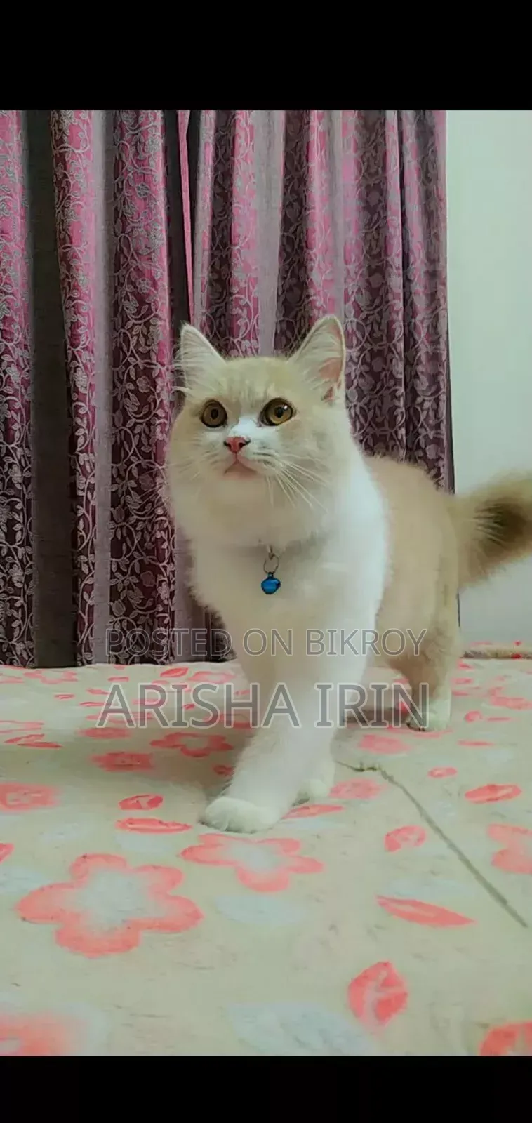 3-6 months Female Purebred Persian