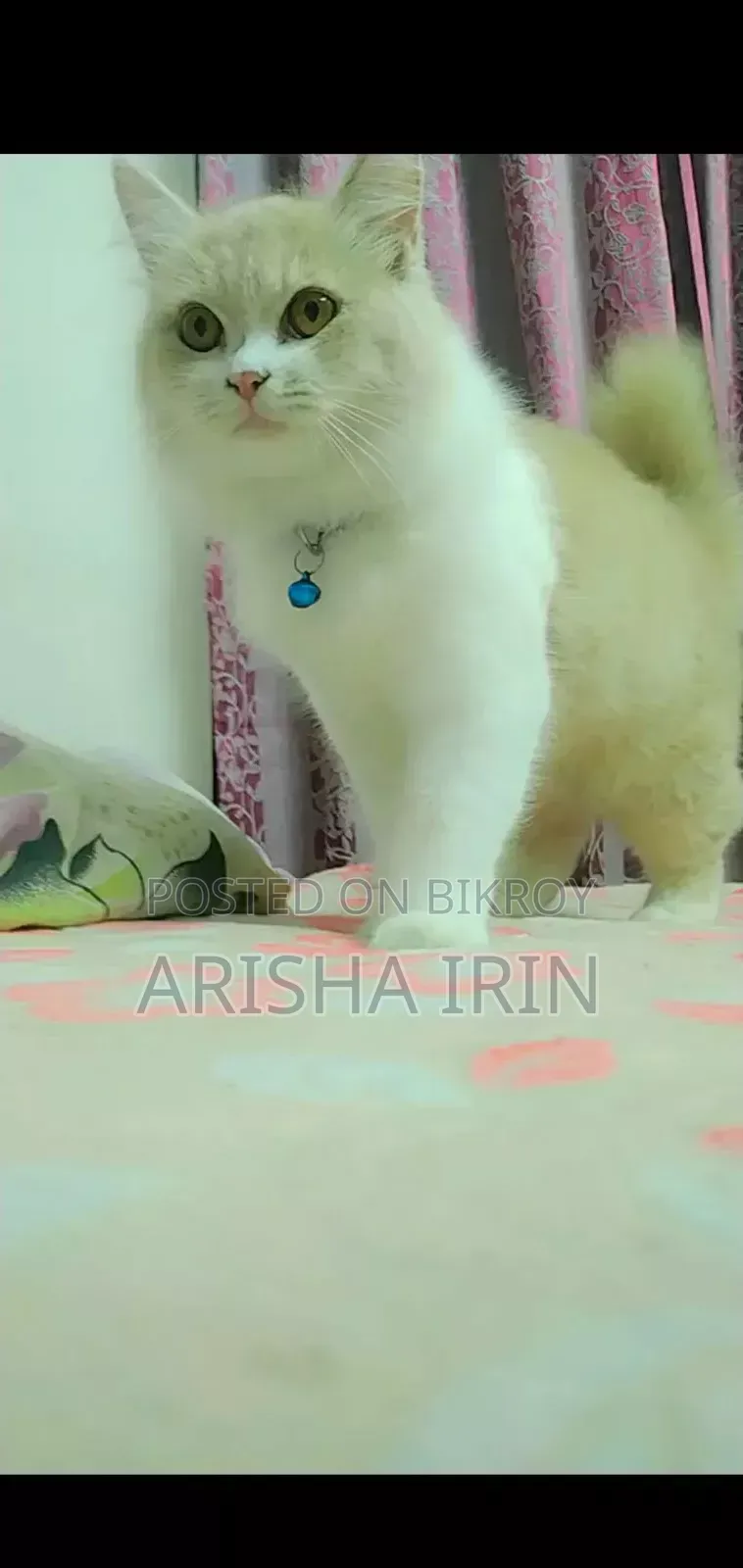 3-6 months Female Purebred Persian