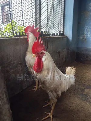 দেশী মুরোগ