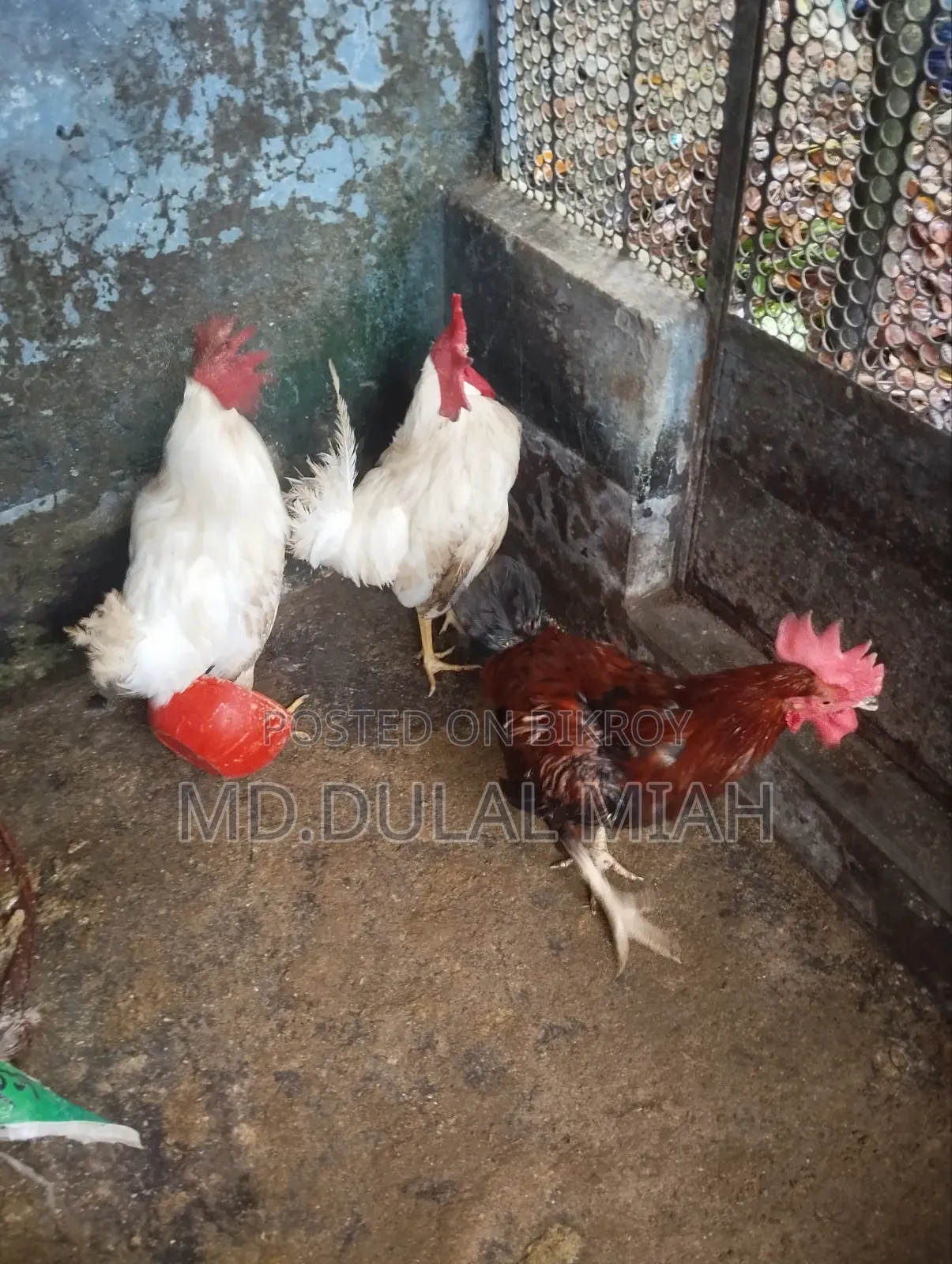 দেশী মুরোগ