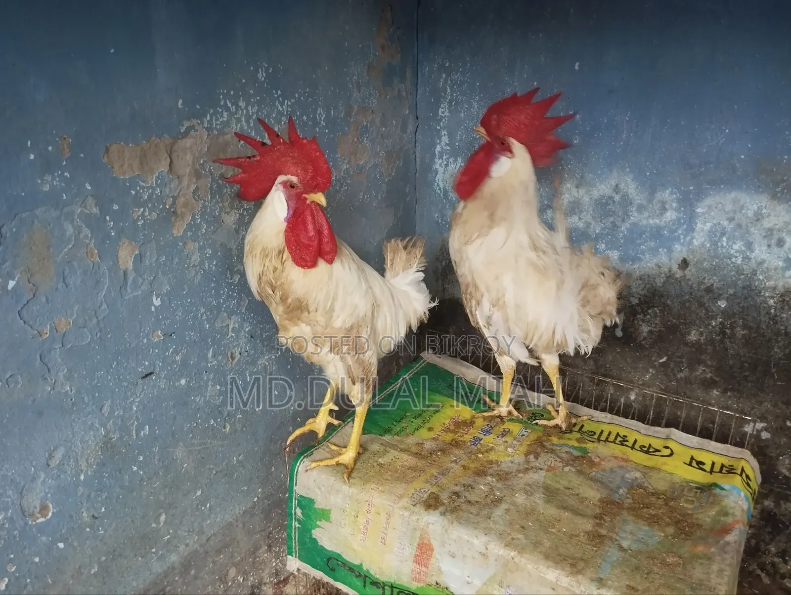 দেশী মুরোগ