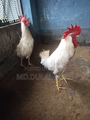 দেশী মুরোগ