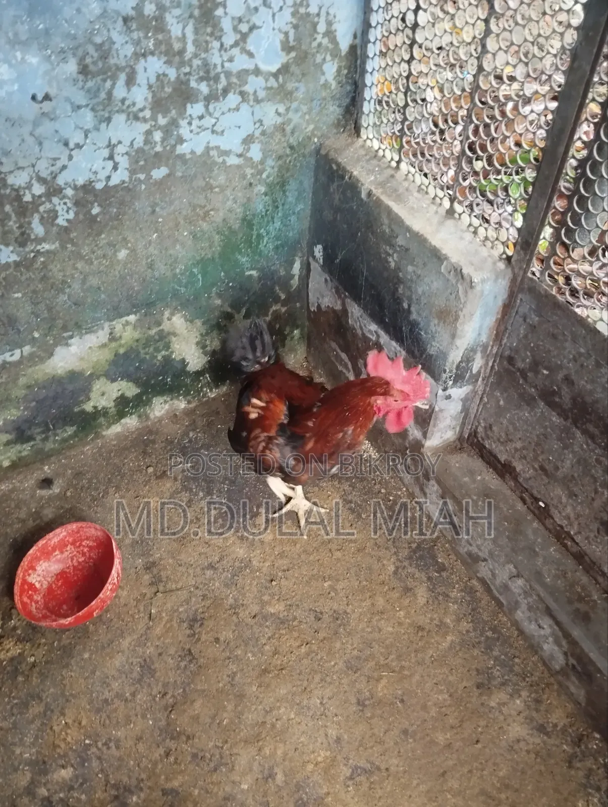 দেশী মুরোগ