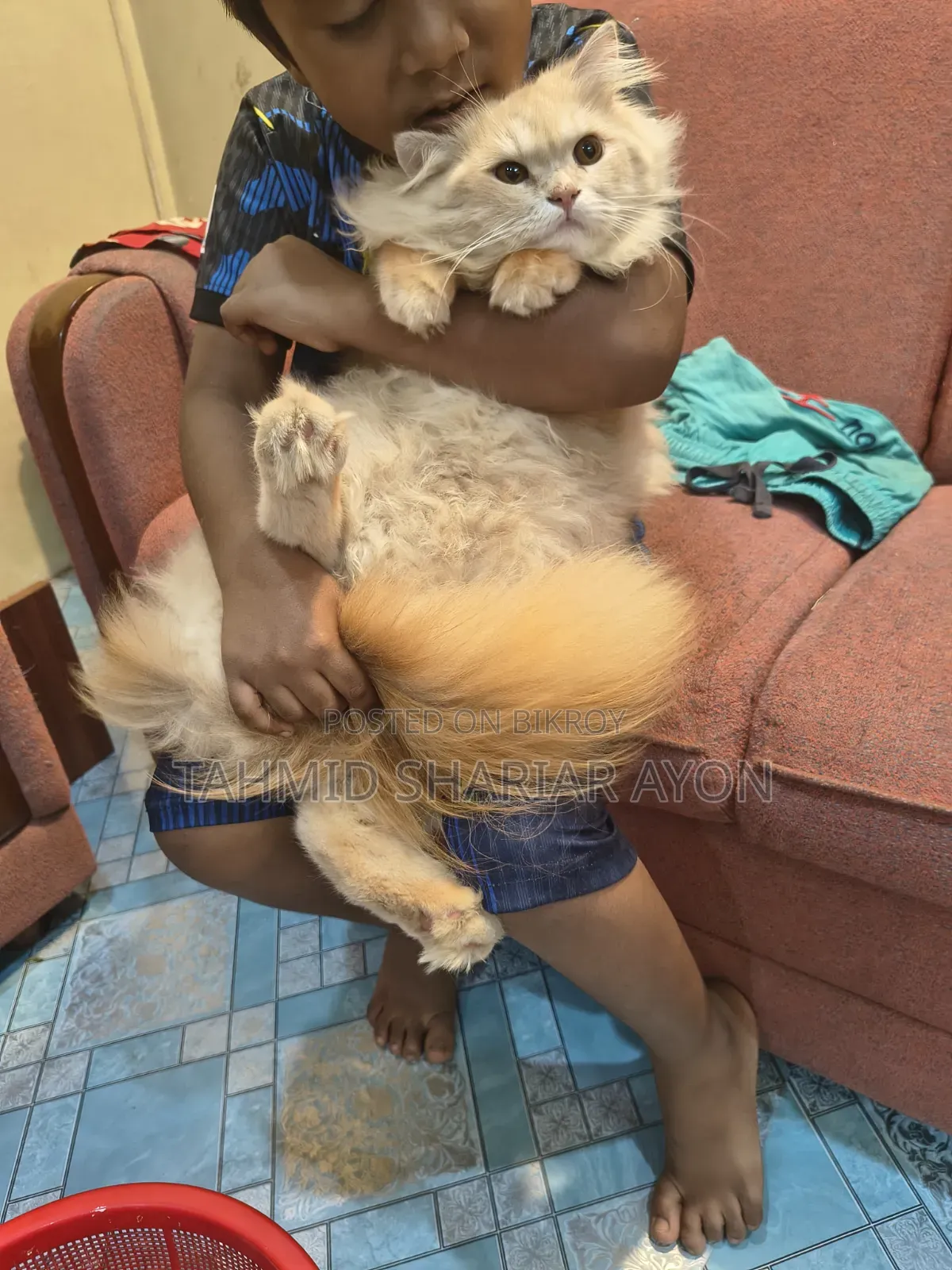 6-12 Months Male Purebred Persian